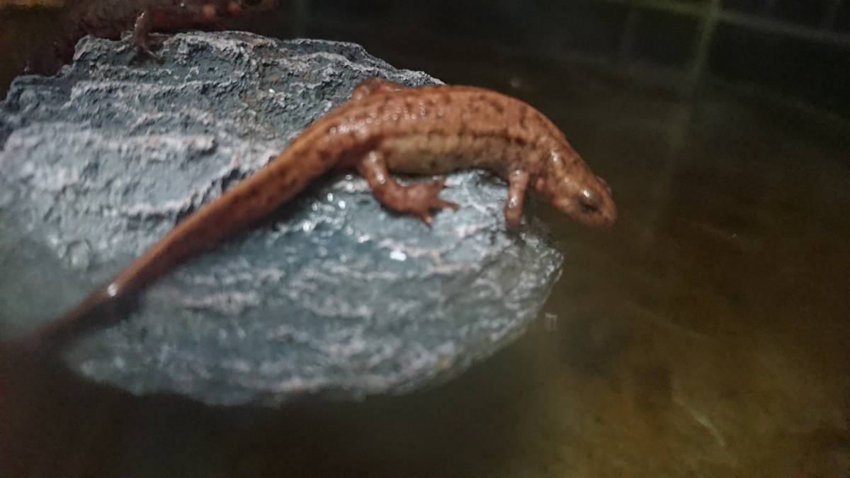 アカハライモリ色彩変異19cb自家繁殖個体 変わり尾4尾セット の落札情報詳細 ヤフオク落札価格情報 オークフリー スマートフォン版