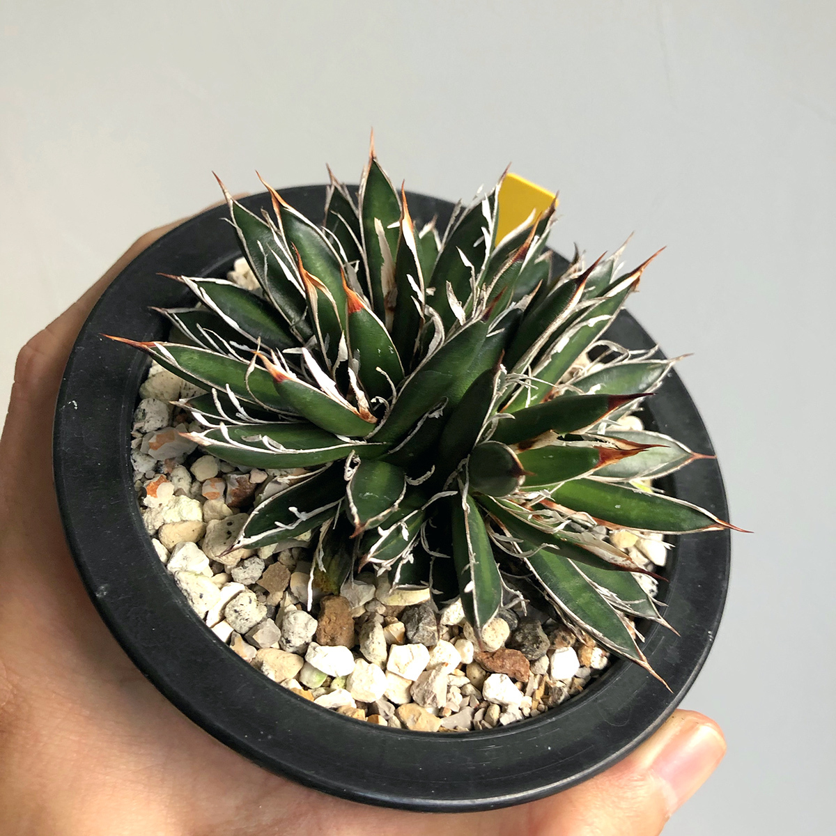 大株 アガベ フィリフェラ シジゲラ ロイヤルフラッシュ 斑入り