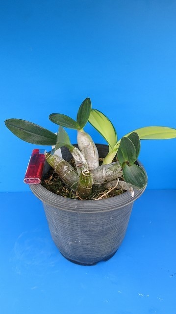 富貴蘭 山野草 セッコク 大名セッコク 名品【丹頂鶴】】】の落札情報