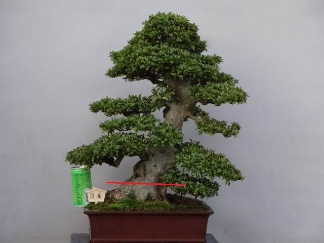 趣味のさつき】 古花の人気品種の太物 「日 光」 樹高50㎝ 幹回り35