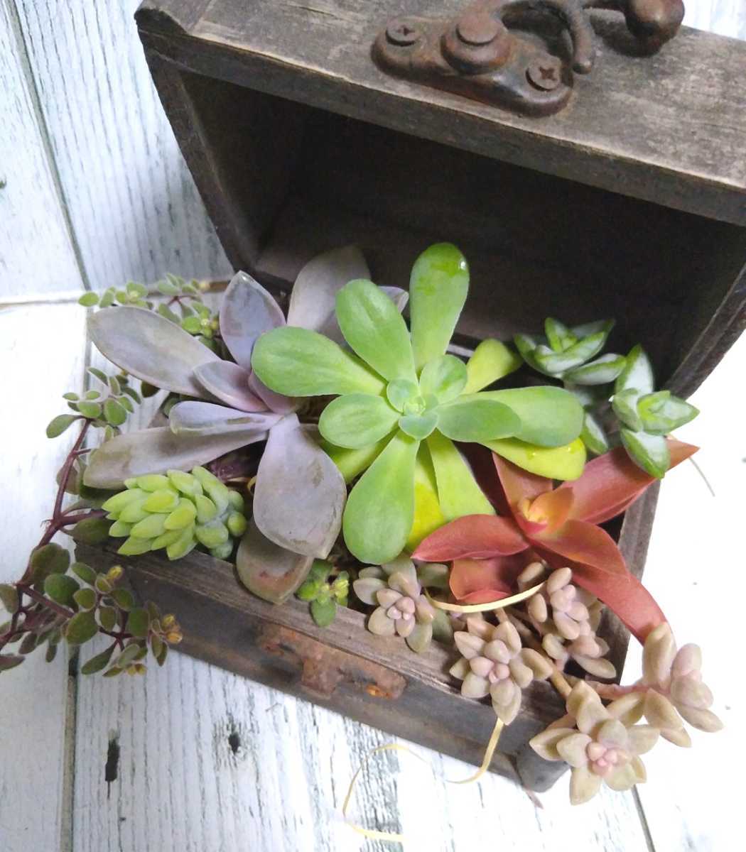 多肉植物 寄せ植え7種セット 大 カット苗 根付き 火祭り 薄化粧 姫秀麗 ルペルトリス 玉つづり 月花美人 の落札情報詳細 ヤフオク落札価格情報 オークフリー スマートフォン版