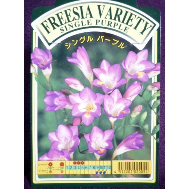 新品 球根 フリージア 処分 シングル パープル ブルーシー １０球入り 横浜植木 花の少ない３月に開花することで人気のある球根 の落札情報詳細 ヤフオク落札価格情報 オークフリー スマートフォン版