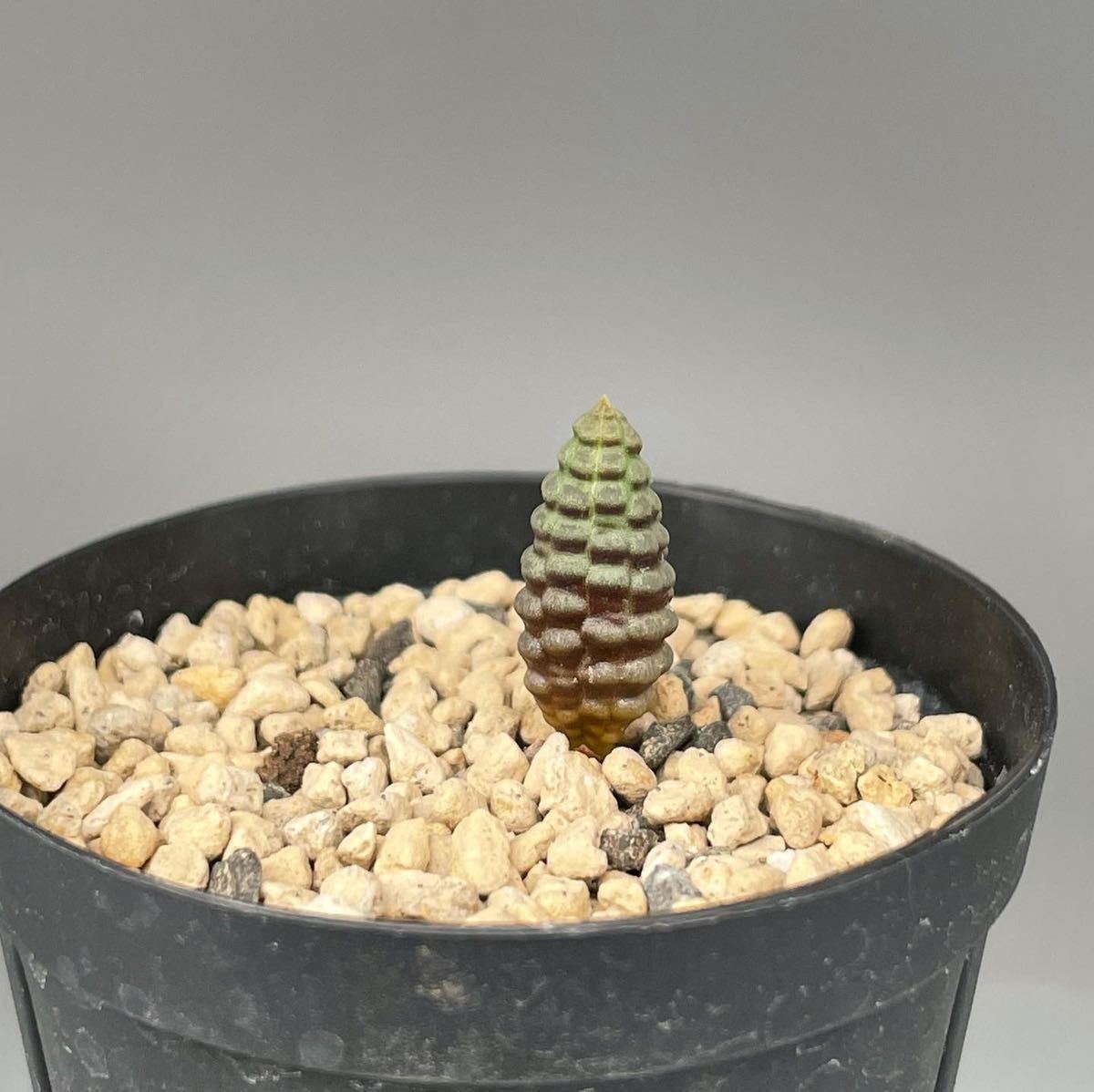 SS26 多肉植物 塊根植物つくし玉 ブルビネ ブルインシー 極上株