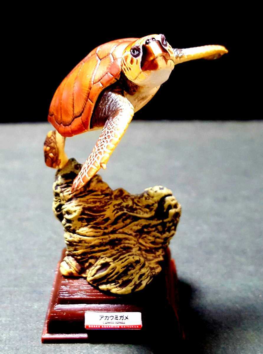 ネイチャーテクニカラー 海遊館ミュージアム メガネモチノウオ