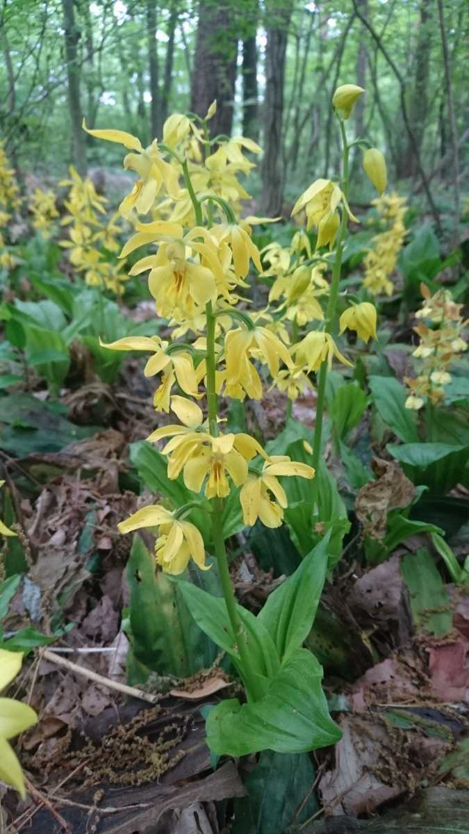 キエビネ（黄エビネ）、5株、5芽付き、九州産。大型の黄色い鮮やかな