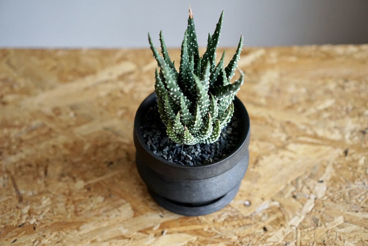 TOKY JASUGAN POT