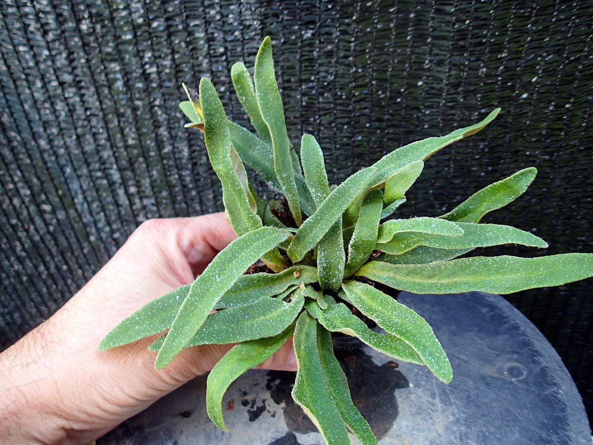 新品 S D 単葉イワダレヒトツバ 国産シダ 観葉植物 野草 珍種 原種 野生ラン の落札情報詳細 ヤフオク落札価格情報 オークフリー スマートフォン版