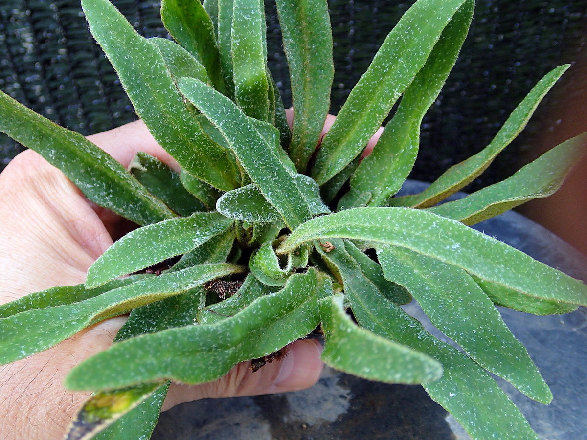新品 S D 単葉イワダレヒトツバ 国産シダ 観葉植物 野草 珍種 原種 野生ラン の落札情報詳細 ヤフオク落札価格情報 オークフリー スマートフォン版