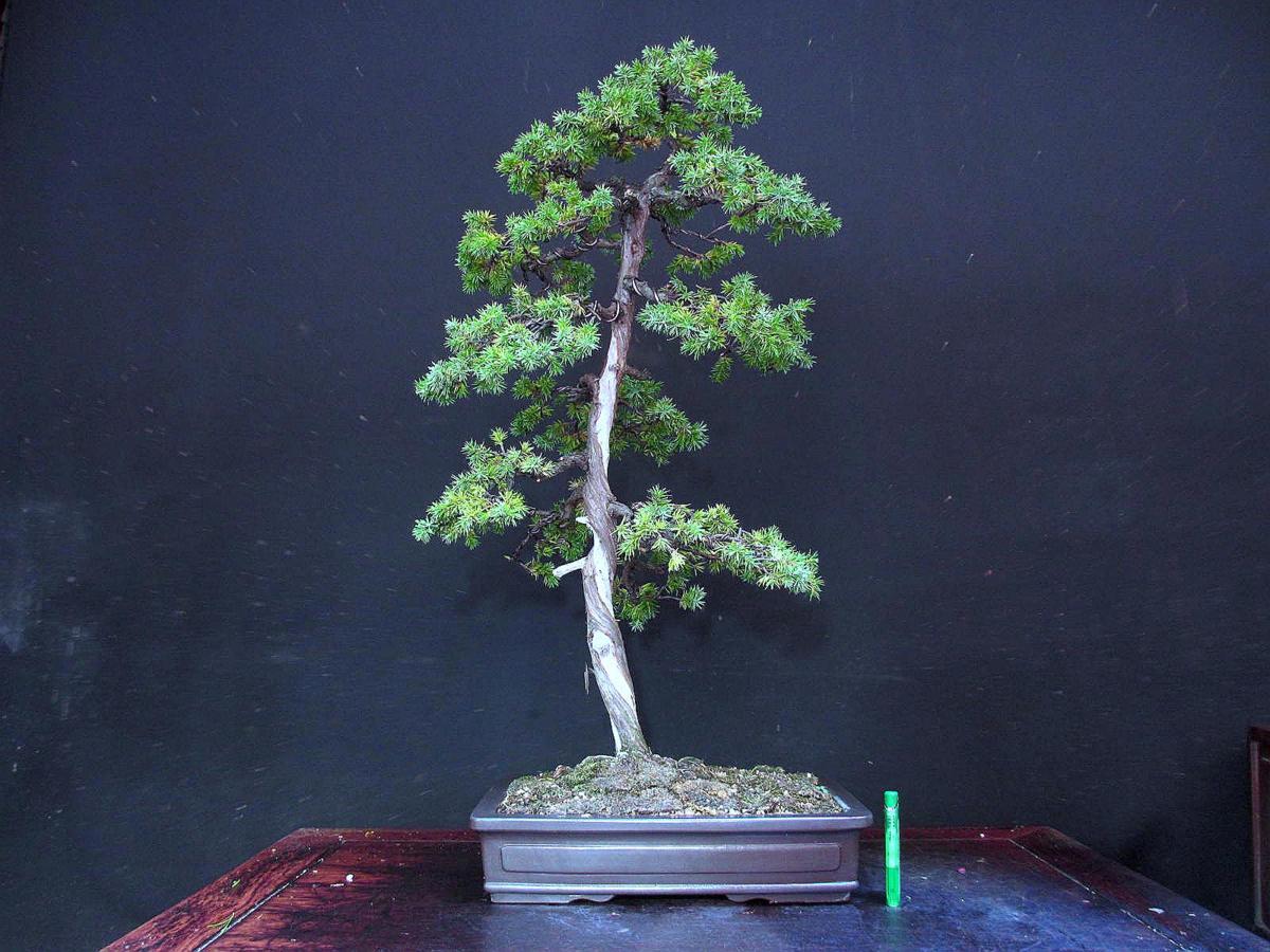 新品】福助 杜松／トショウ 樹高60㎝ 枝ジン シャリ幹 文人 古樹