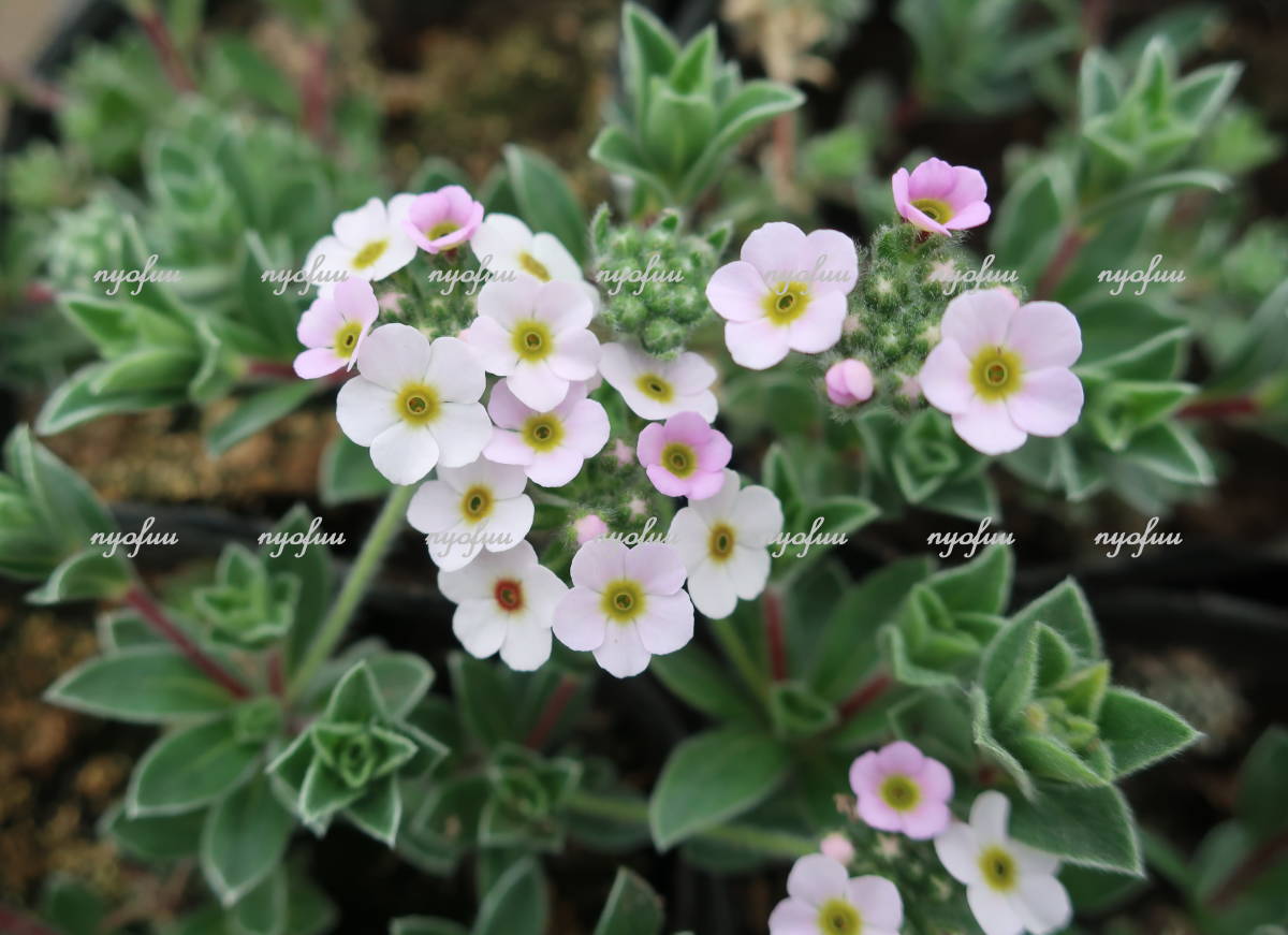 新品 ヒマラヤ原産 希少品種 這性 ゆきかすみ草 宿根 耐寒 山野草 ハナガタ ユキカスミソウ 草花 地植え 庭植え ガーデニング の落札情報詳細 ヤフオク落札価格情報 オークフリー スマートフォン版
