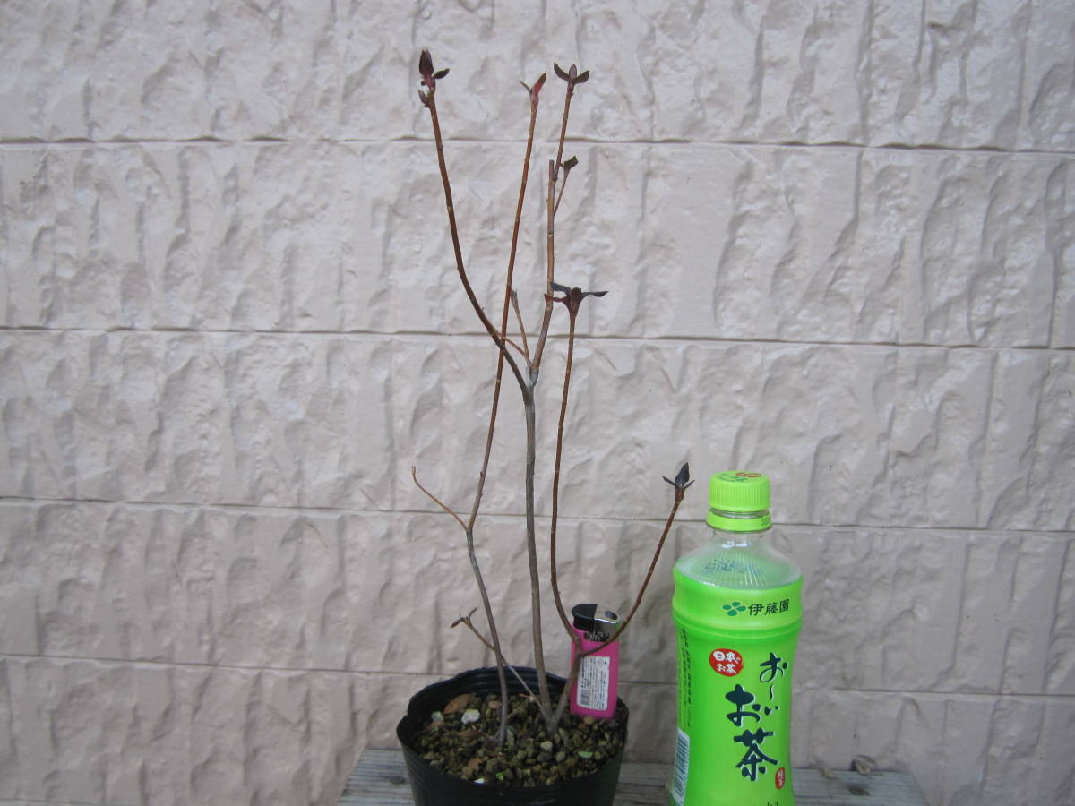 新品 隼人ミツバツツジ 中苗２本 植え替え適期 鹿児島県霧島隼人地方固有種 霧島国立公園 希少ツツジ 濃紫 山野草 野生蘭 の落札情報詳細 ヤフオク落札価格情報 オークフリー スマートフォン版