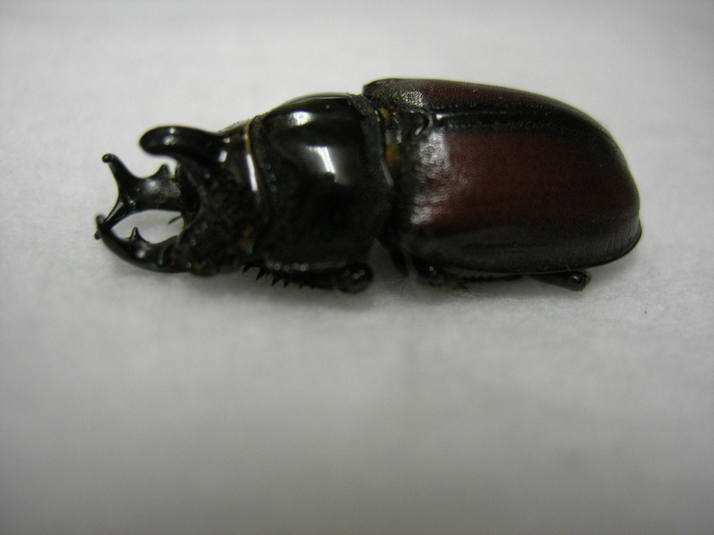 コンゴの異形クワガタ カザリツノクワガタ標本 カザリツノクワガタ
