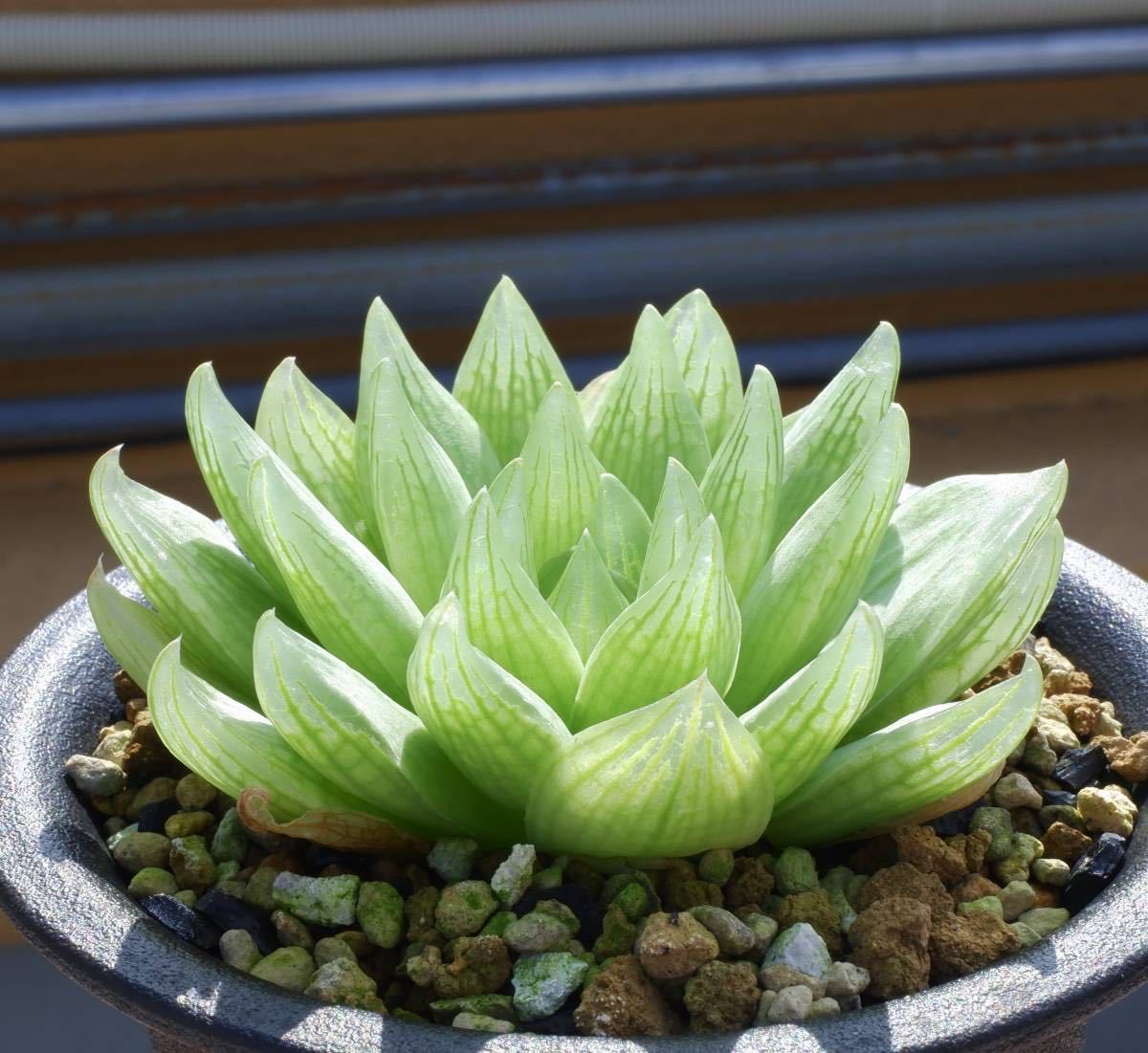 １３３ ハオルチア トランシエンス H Transiens Mbb6729 De Vlugt Prince Alfred S Pass の落札情報詳細 ヤフオク落札価格情報 オークフリー スマートフォン版