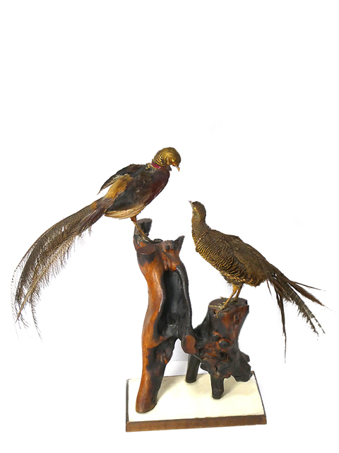 キジ 1対 剥製 雉 セット