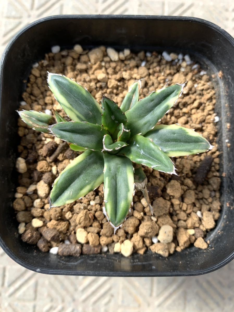 アガベ エボリスピナ 陽炎 子株付き 発根済 アガベ ユタエンシス