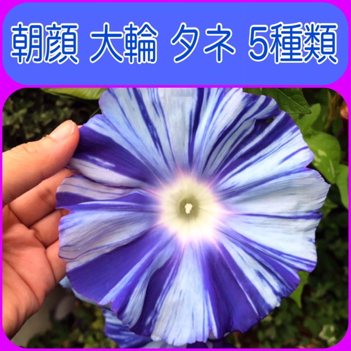 朝顔 アサガオ 種 タネ 大輪 ５種 の落札情報詳細 ヤフオク落札価格情報 オークフリー スマートフォン版