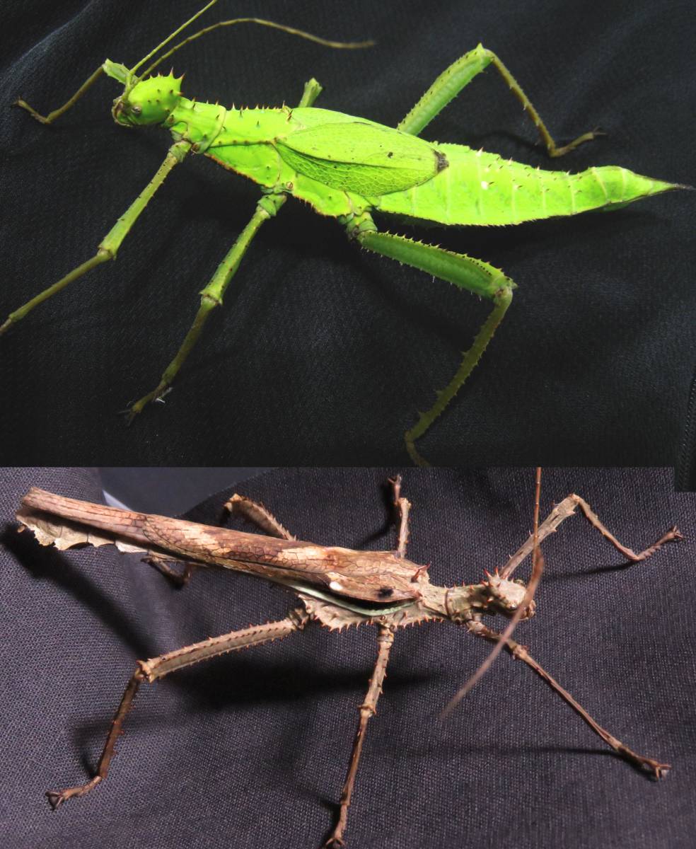 新品】サカダチコノハナナフシ Heteropteryx dilatata ディラタタ