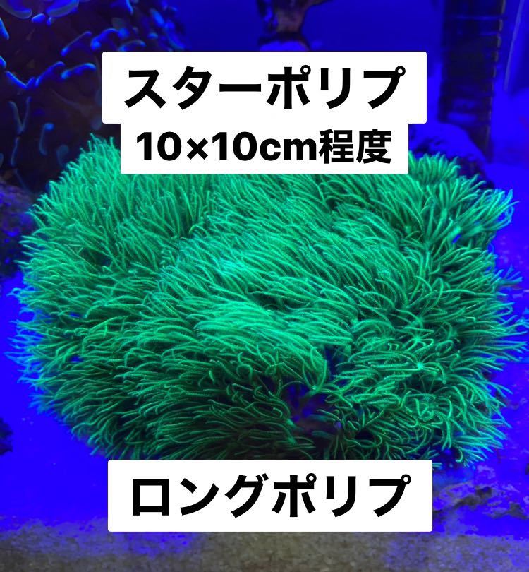送料無料】【現物】 スターポリプ スーパーロング 蛍光グリーン ロング