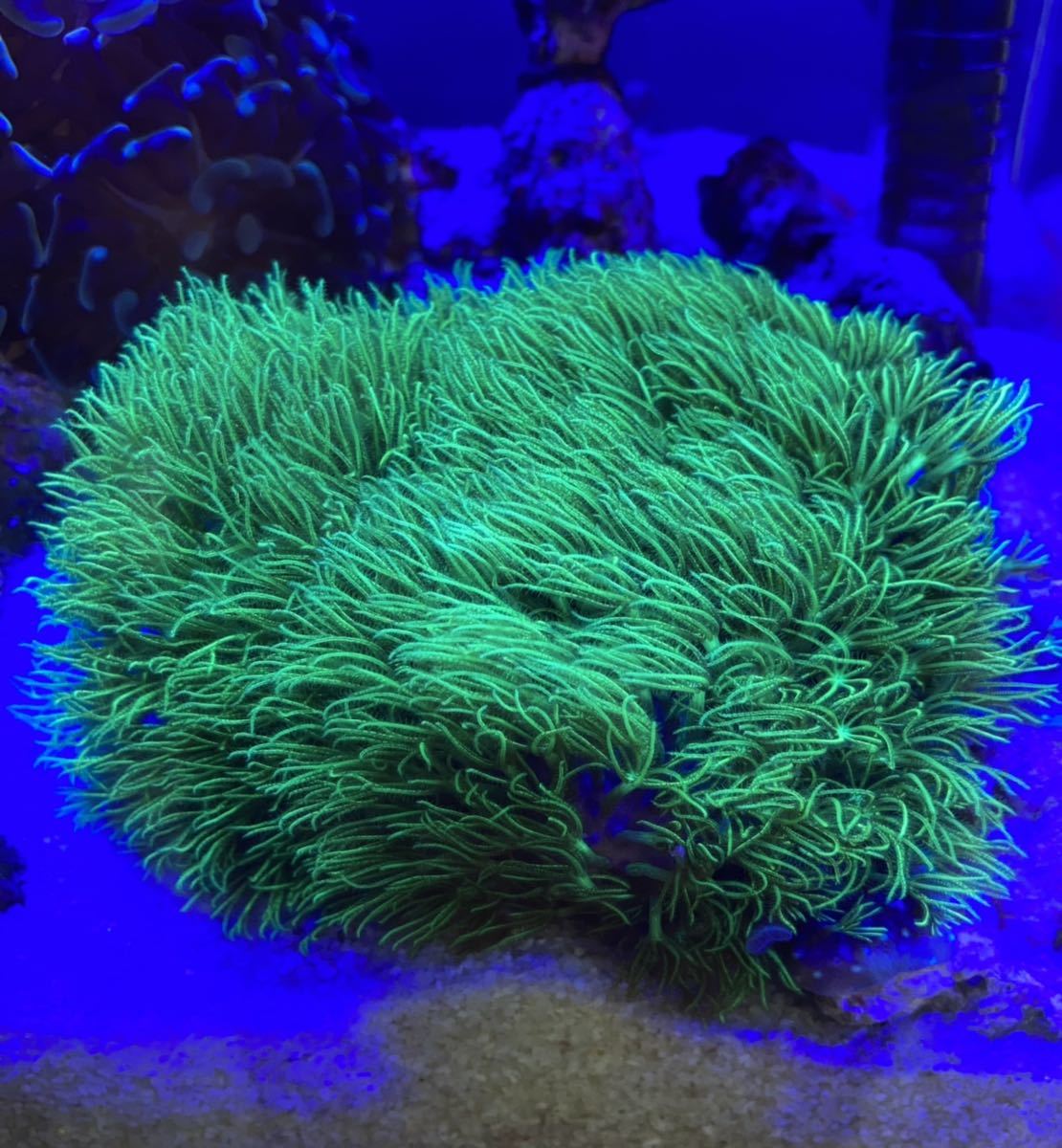 特大スターポリプ ロングポリプ メタグリーン センターホワイト ソフト