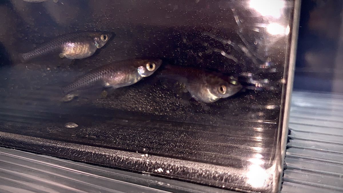 目高美人 小川ブラックメダカ 若魚 成魚 真っ黒ボディ オロチめだか 10匹 の落札情報詳細 ヤフオク落札価格情報 オークフリー スマートフォン版