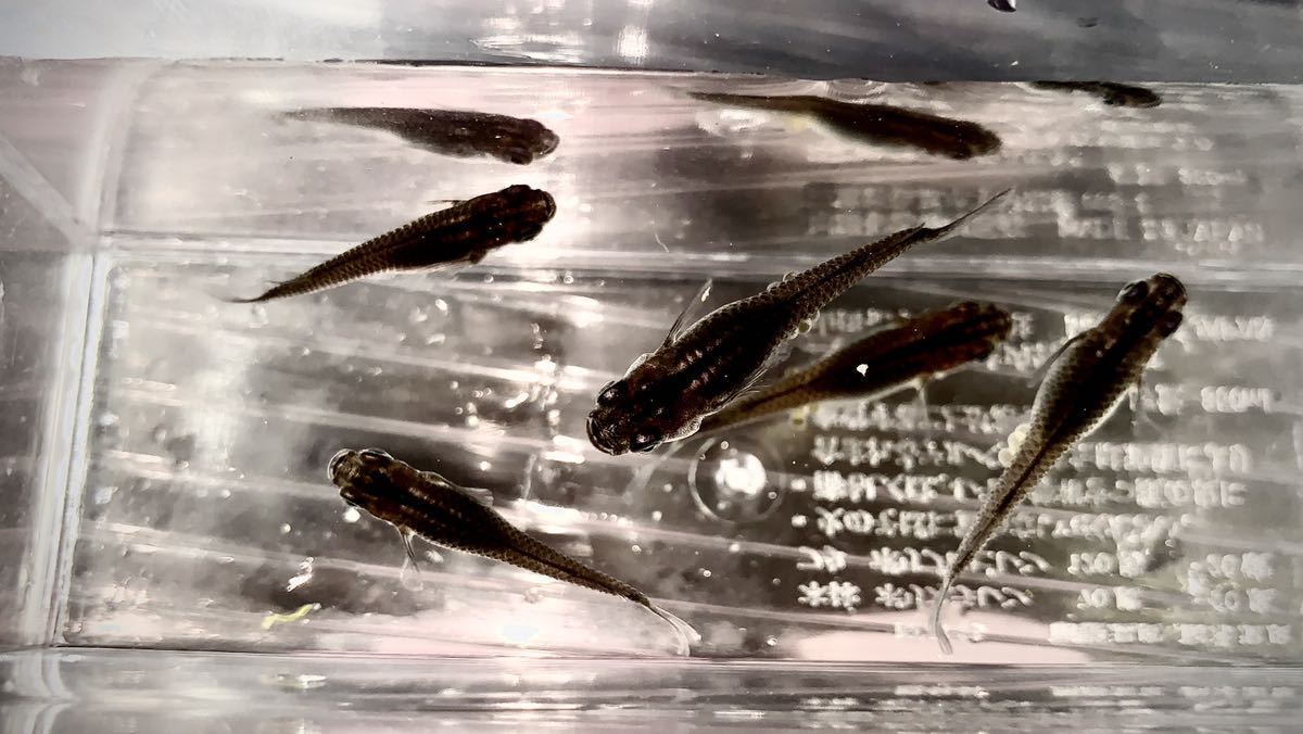 目高美人 小川ブラックメダカ 若魚 成魚 真っ黒ボディ オロチめだか 10匹 の落札情報詳細 ヤフオク落札価格情報 オークフリー スマートフォン版