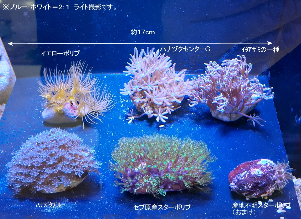 新品 スターポリプ イエローポリプ ハナヅタブルー ハナヅタセンターg イタアザミ 合計５個 あわせて 海水館 北海道 沖縄不可 の落札情報詳細 ヤフオク落札価格情報 オークフリー スマートフォン版