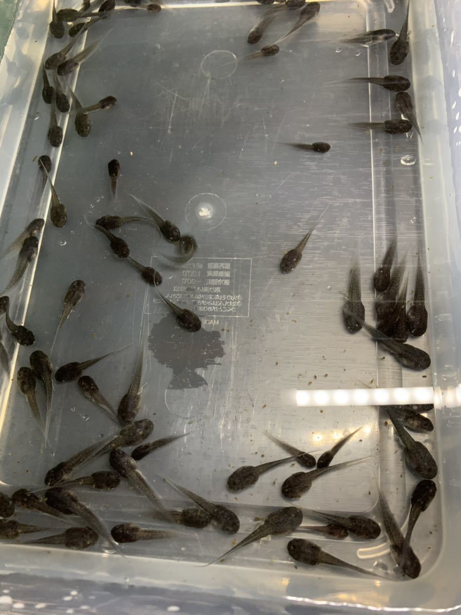 今日の超目玉 ミルキーフロッグオタマジャクシ5匹 爬虫類 両生類 Semanadalinguaalema Com Br