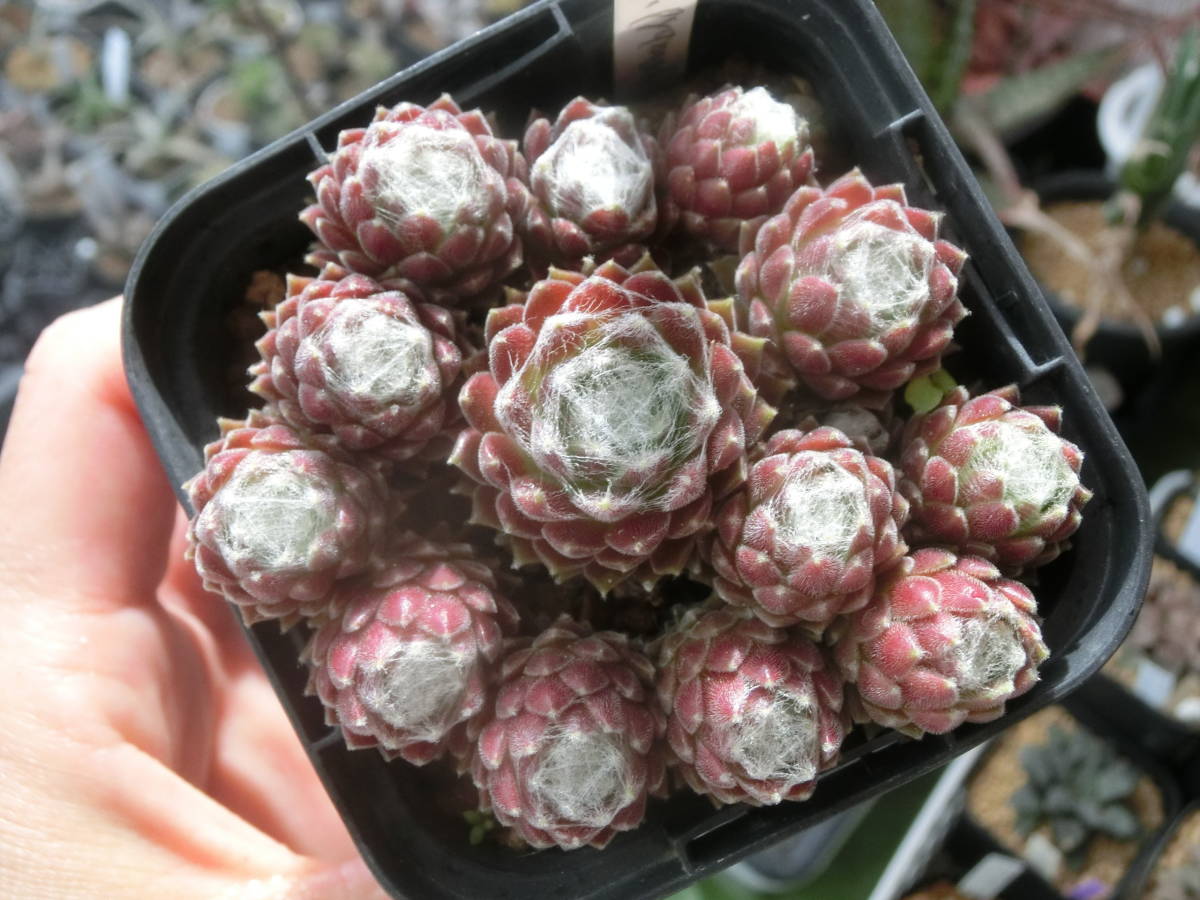 センペルビウム　アラクノイディウム　ピグマリオン ☆センペル アラクノイディウム ピグマリオン 小型種 Sempervivum