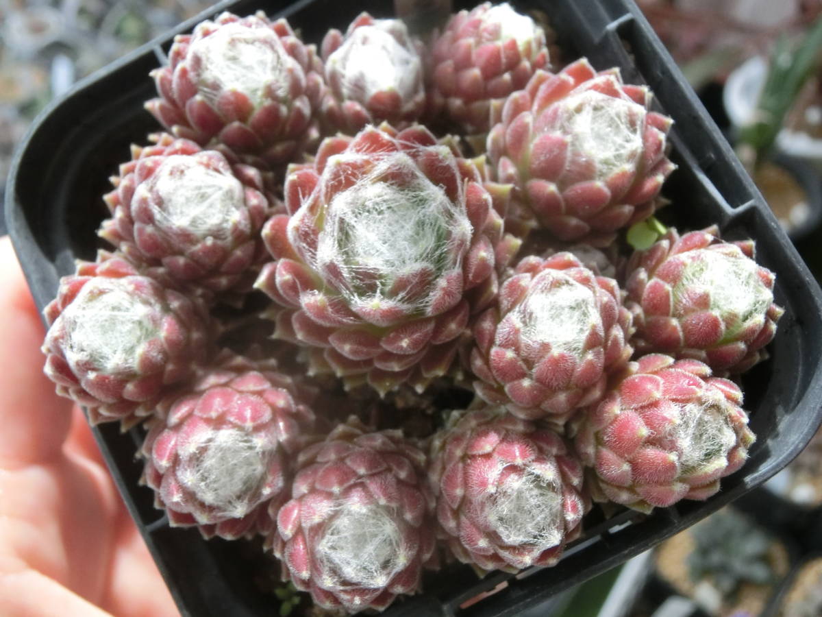 ☆センペル アラクノイディウム ピグマリオン 小型種 Sempervivum