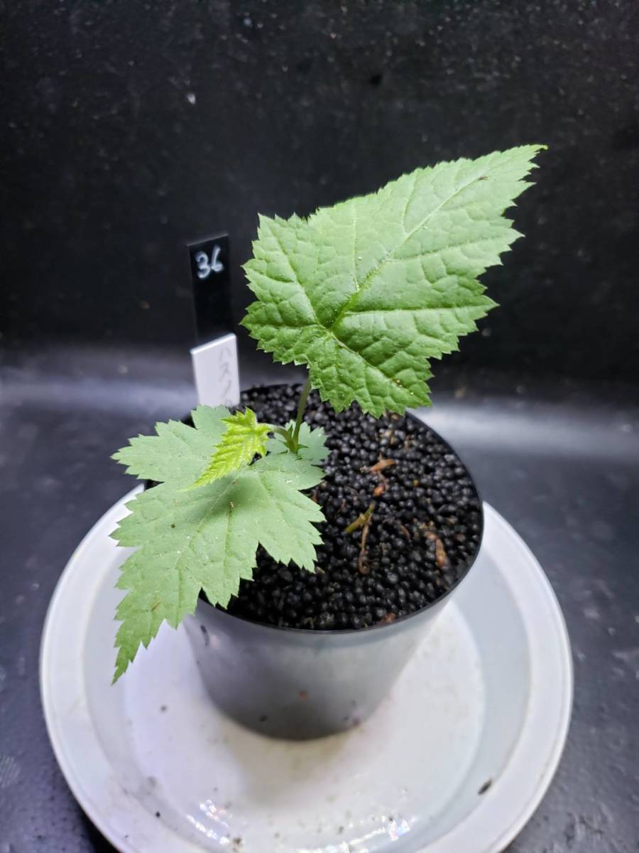 山野草キイチゴ木苺ハスノハイチゴ奈良県産