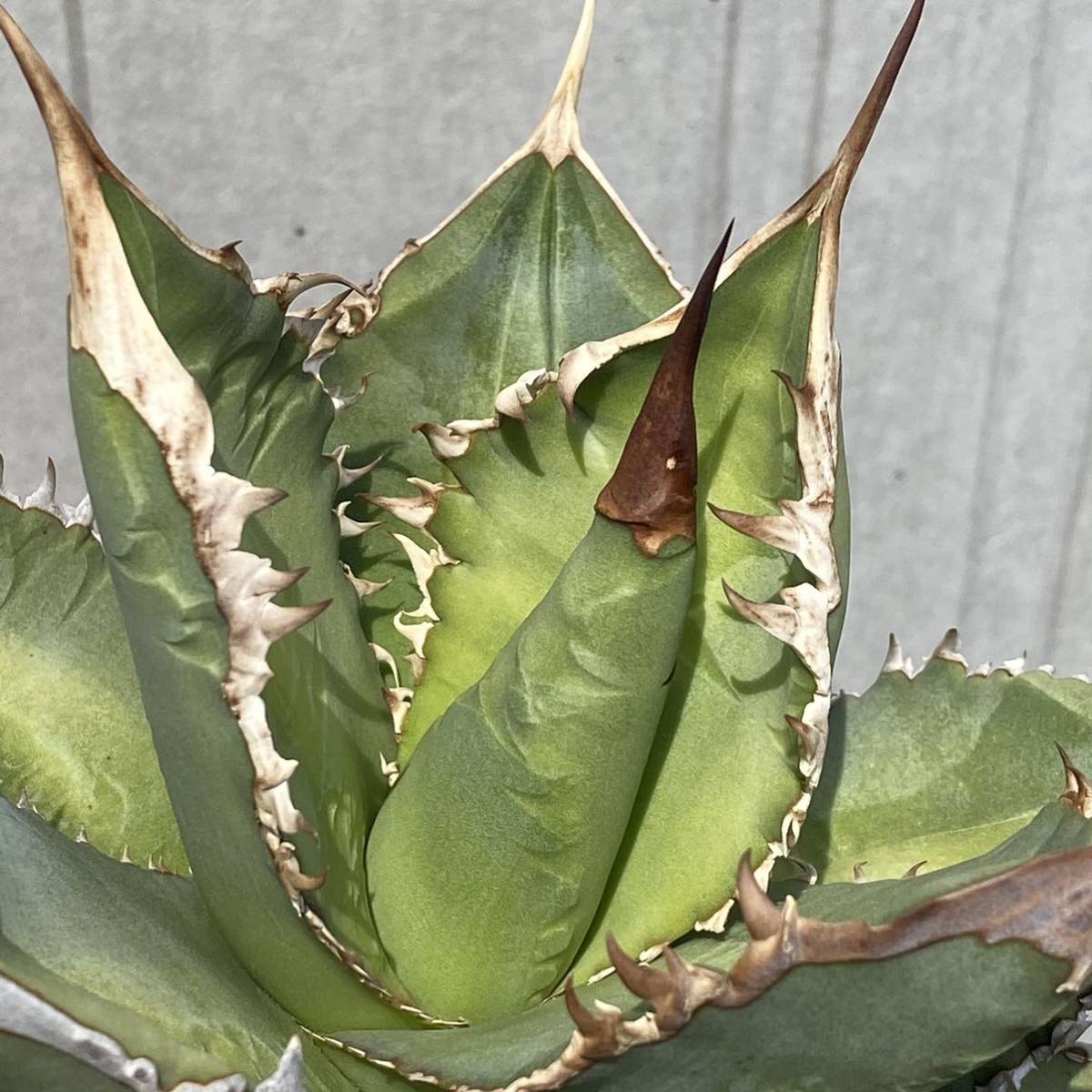 style_of_chika agave フィリグリー style_of_chika agave フィリグリー