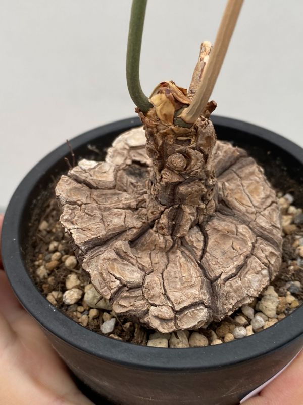 新品 ス848 現地株 塊根植物 ディオスコレア メキシコ亀甲竜 小 発根 メキシカーナ コーデックス Dioscorea Mexicana の落札情報詳細 ヤフオク落札価格情報 オークフリー スマートフォン版