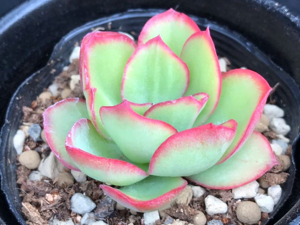 多肉植物 エケベリア パリダプリンス筋斑 かわいい多肉ちゃん 6 ポット 根あり の落札情報詳細 ヤフオク落札価格情報 オークフリー スマートフォン版