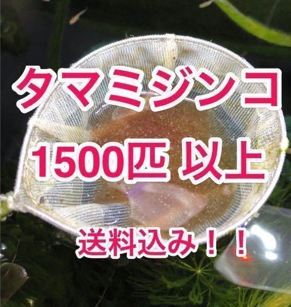 新品 送料込み タマミジンコ1500匹以上 めだか 金魚等の生餌 稚魚の生存率upや色揚げに ミドリムシ ゾウリムシ などと共に の落札情報詳細 ヤフオク落札価格情報 オークフリー スマートフォン版
