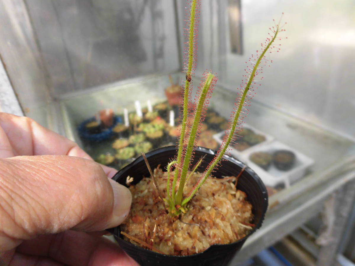 新品 食虫植物 ドロセラ イトバモウセンゴケの交配種 の落札情報詳細 ヤフオク落札価格情報 オークフリー スマートフォン版