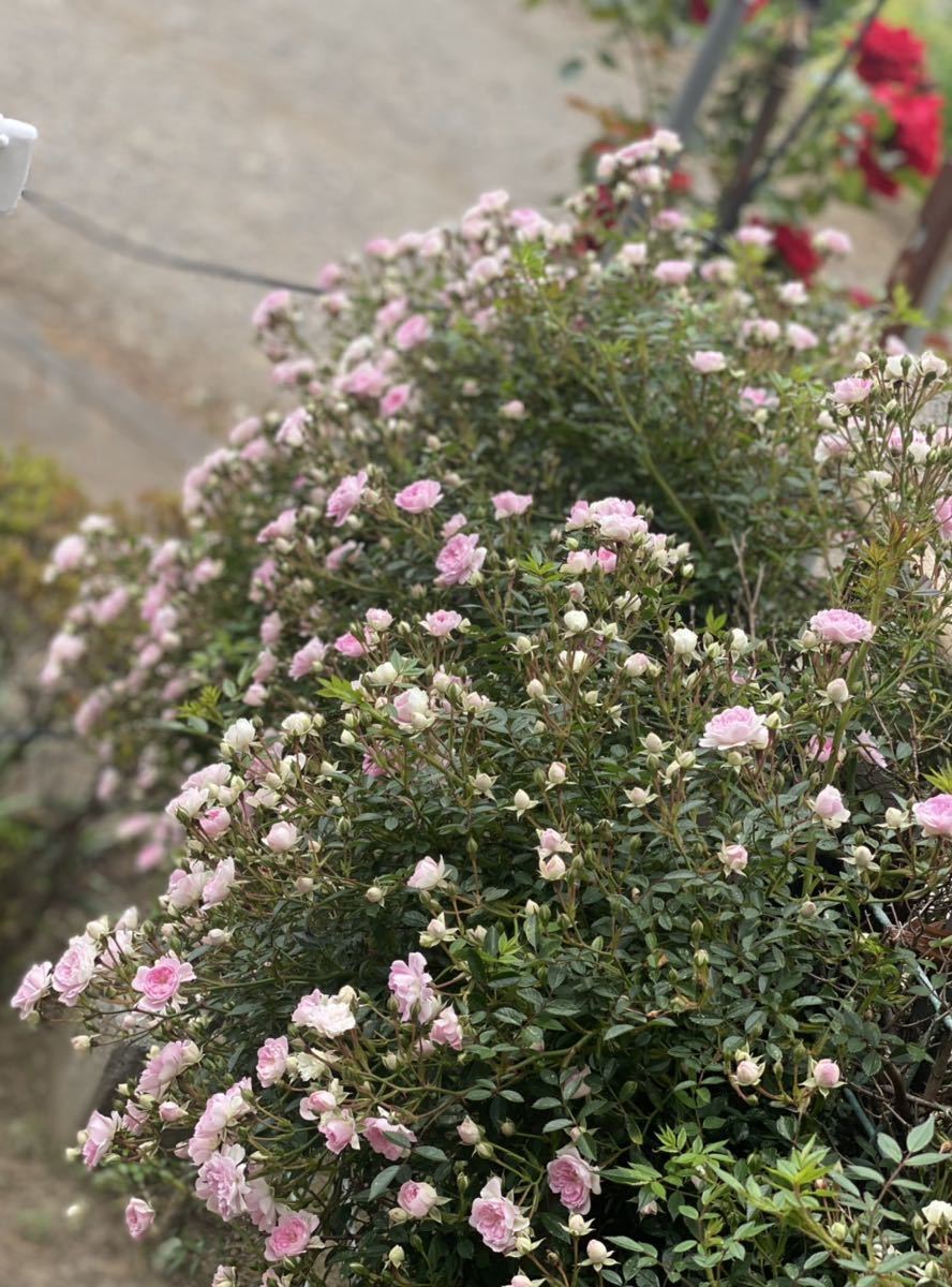 送料込 つるバラ 宇部小町 ピンク小花 挿木用枝穂 挿し穂 10本 10 15センチ丈 庭整理 の落札情報詳細 ヤフオク落札価格情報 オークフリー スマートフォン版