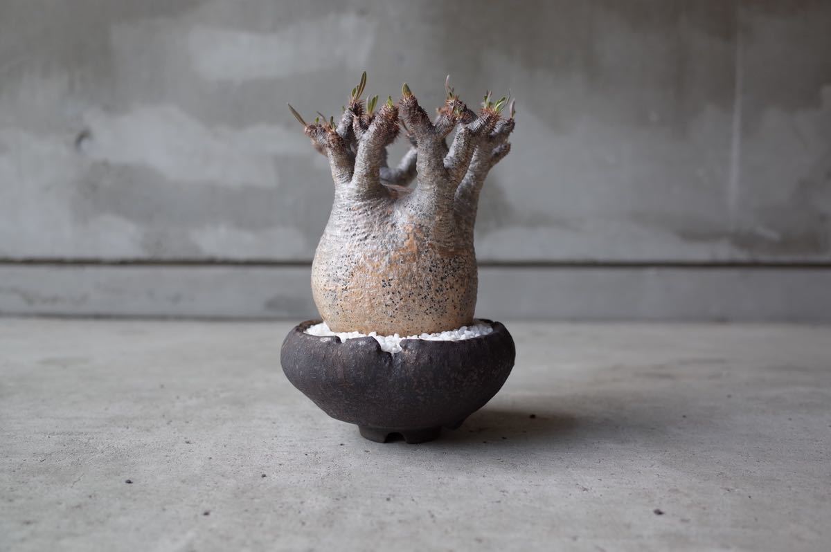 パキポディウム・グラキリスspicygem「コレクション株」