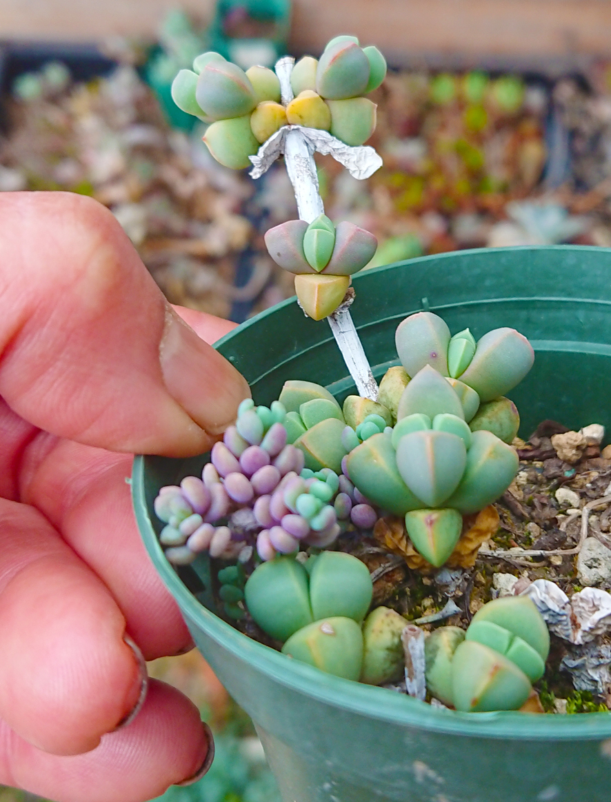 抜き苗 末永く レーマニー 多肉植物 