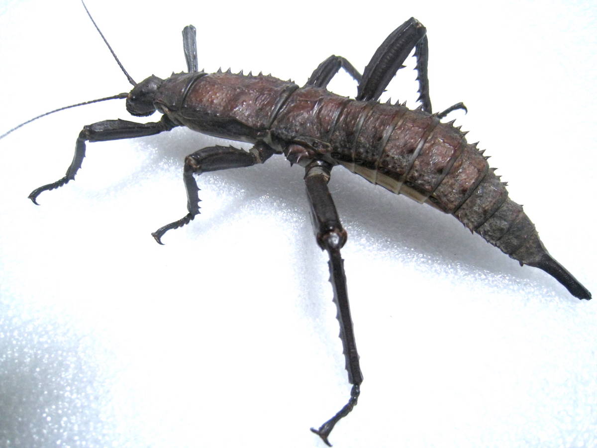 新品】Eurycantha calcarata トゲアシフトナナフシ（ オバケナナフシ