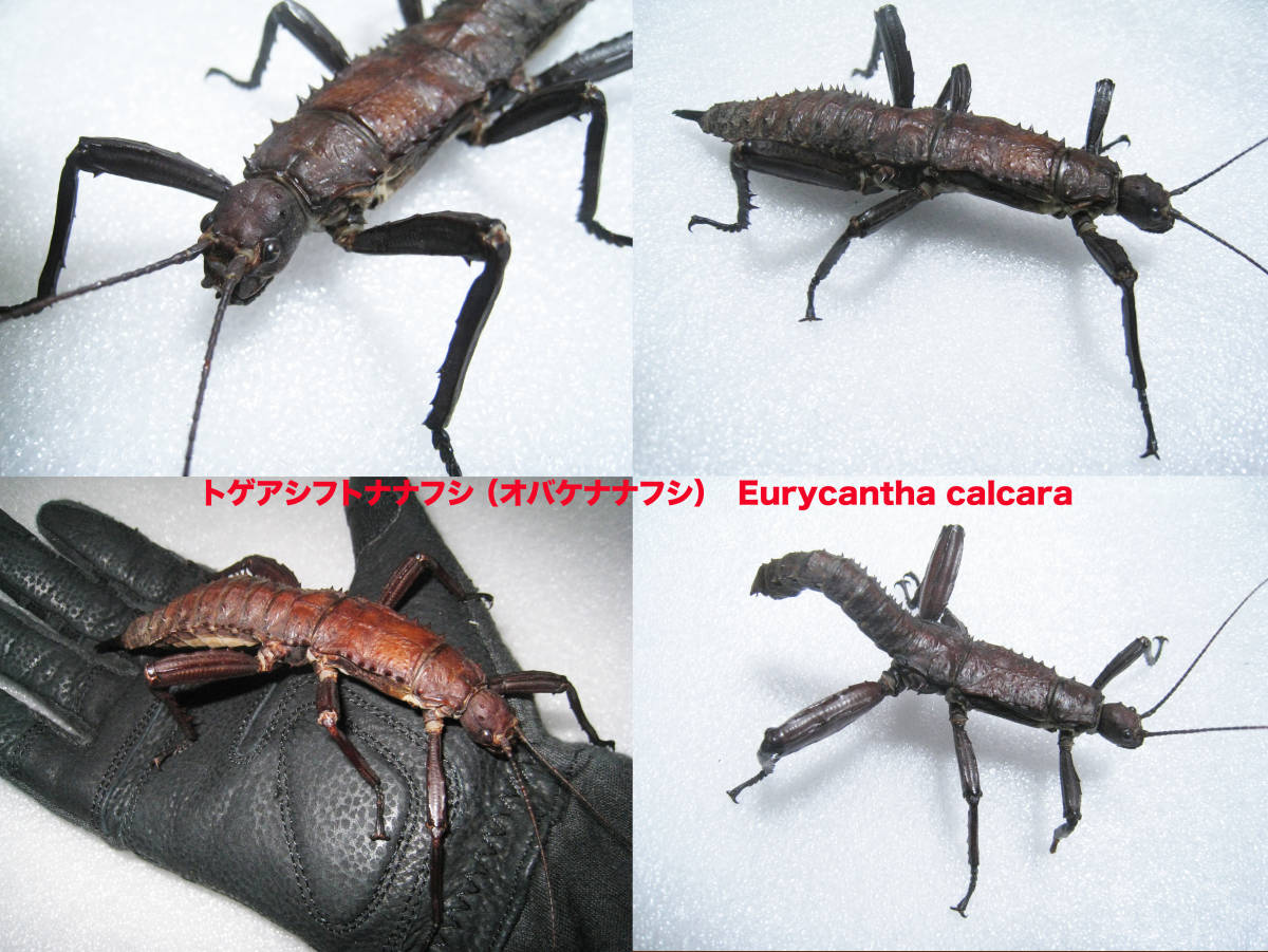 新品】Eurycantha calcarata トゲアシフトナナフシ（ オバケナナフシ