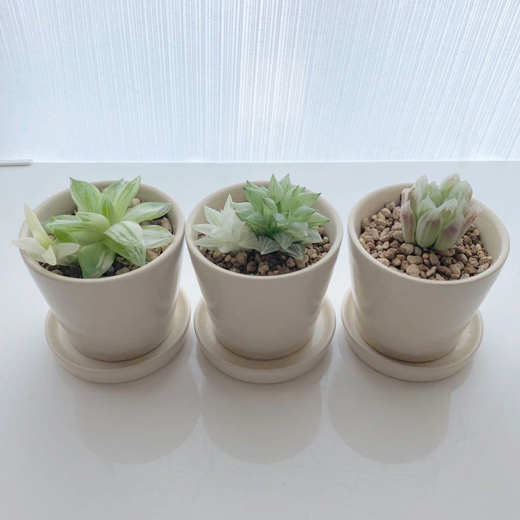 多肉植物 3点セット ハオルチア 京の華錦 氷砂糖 ピリフェラ錦 陶器鉢付き の落札情報詳細 ヤフオク落札価格情報 オークフリー スマートフォン版