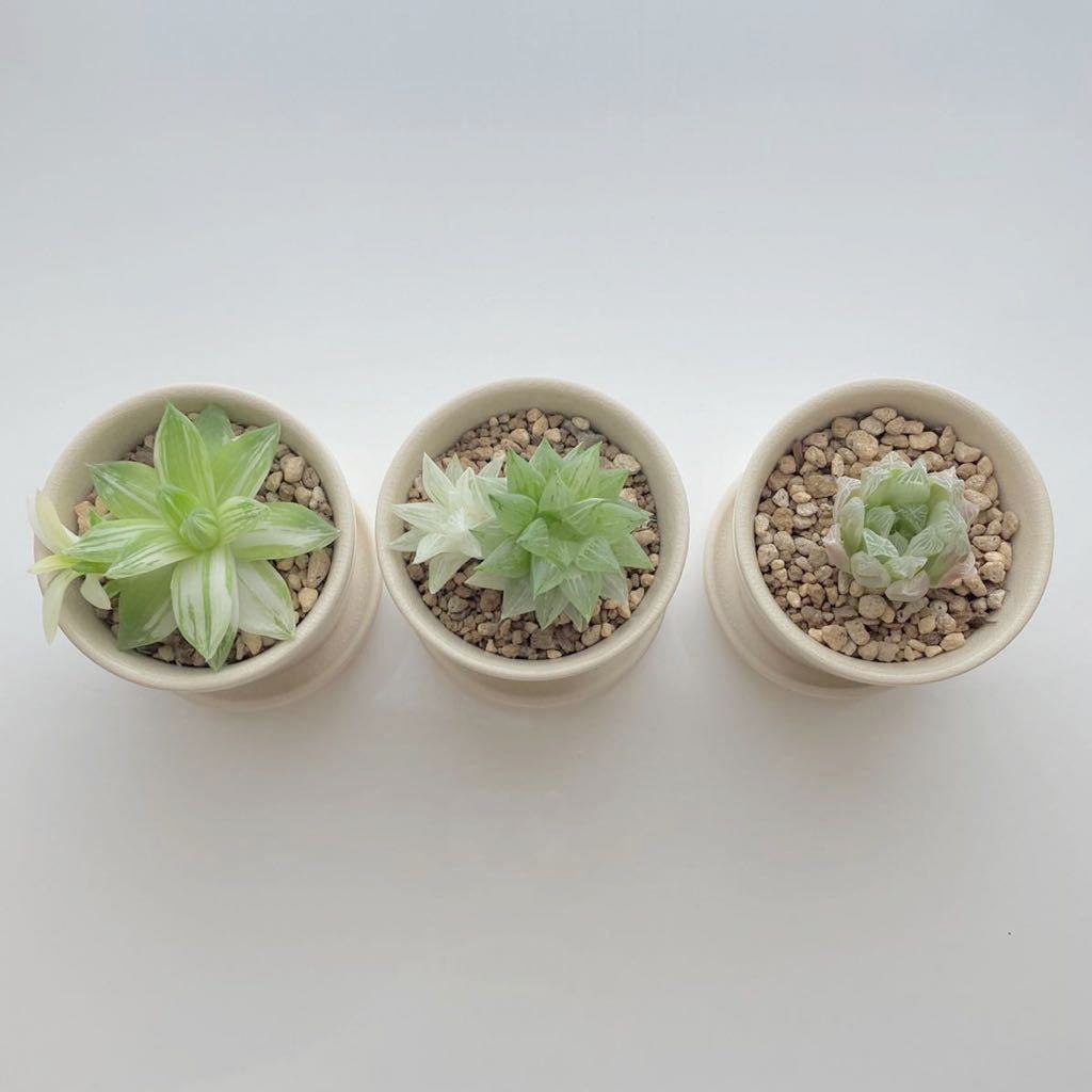 多肉植物 3点セット ハオルチア 京の華錦 氷砂糖 ピリフェラ錦 陶器鉢付き の落札情報詳細 ヤフオク落札価格情報 オークフリー スマートフォン版