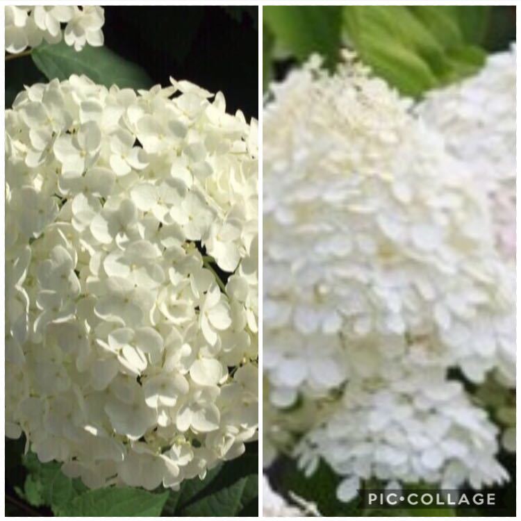 大人気の紫陽花 アナベル アナベル苗 ミナヅキ ノリウツギ ミナヅキ苗 挿し木苗 苗 ピラミッドアジサイ ドライフラワーになる の落札情報詳細 ヤフオク落札価格情報 オークフリー スマートフォン版