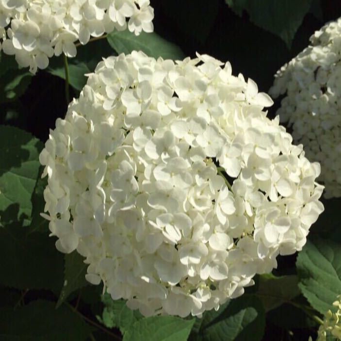 大人気の紫陽花 アナベル アナベル苗 ミナヅキ ノリウツギ ミナヅキ苗 挿し木苗 苗 ピラミッドアジサイ ドライフラワーになる の落札情報詳細 ヤフオク落札価格情報 オークフリー スマートフォン版