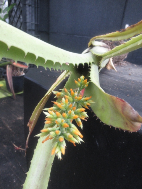 エクメア・ブランケティアナ | ＫＮ　エクメア(サンゴアナナス属）　トカンティナ（AECHMEA tocantina）　12　　　　　　0.8Ｍ以下 Aechmea blanchetiana | かぎけん花図鑑