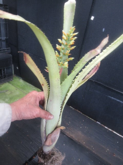 エクメア・ブランケティアナ | ＫＮ　エクメア(サンゴアナナス属）　トカンティナ（AECHMEA tocantina）　12　　　　　　0.8Ｍ以下 Aechmea blanchetiana | かぎけん花図鑑