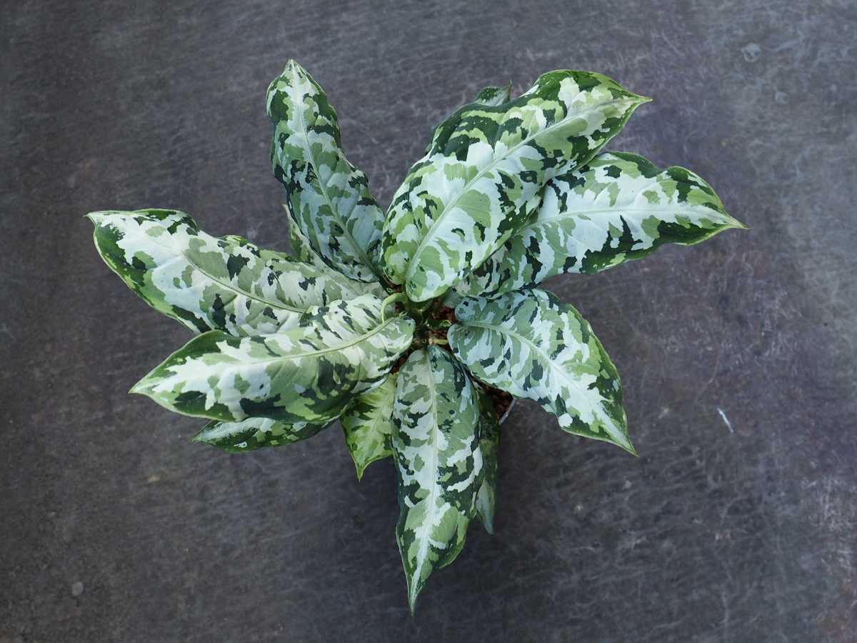 LAネームド】柳緑花紅アグラオネマ ピクタム Aglaonema pictum 【公式