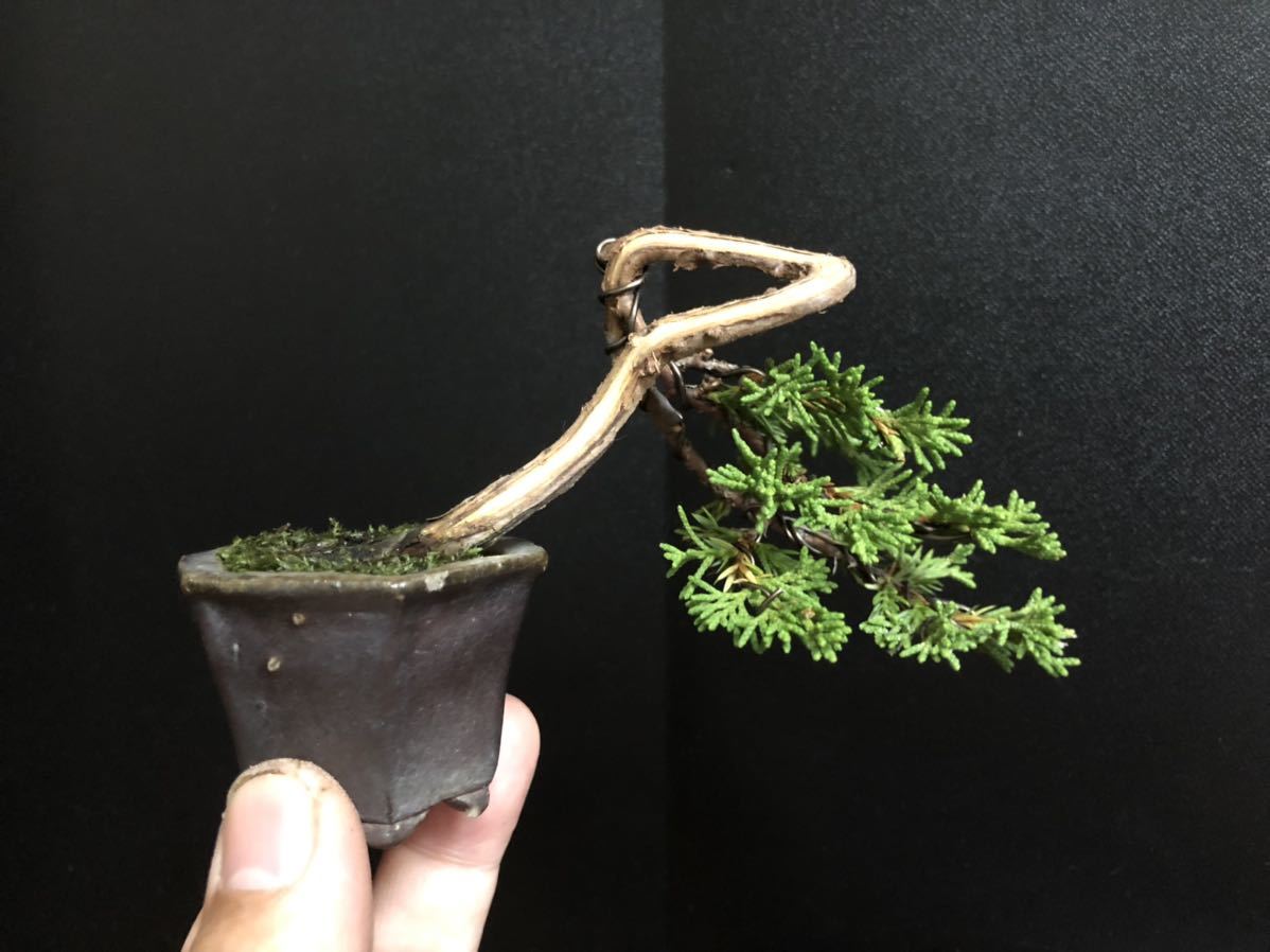 糸魚川 真柏 小品盆栽 樹高7.5cm ミニ盆栽 糸魚川 真柏 小品盆栽 樹高7.5cm ミニ盆栽
