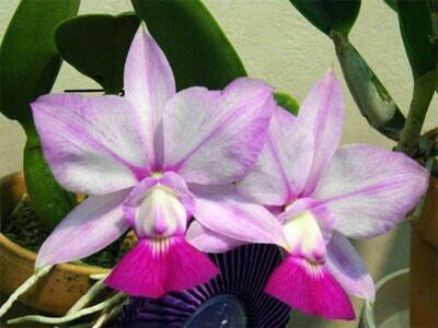 洋蘭 原種 カトレア C. walkeriana aqunii 'Gifu' (MC)ワルケリアナ