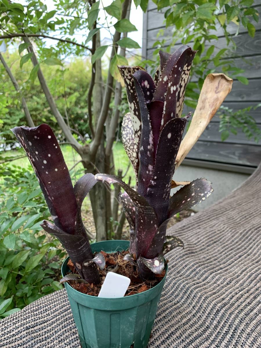 ビルベルギア・タルボット レンズジェム Billbergia Talbot 'Lens Gem